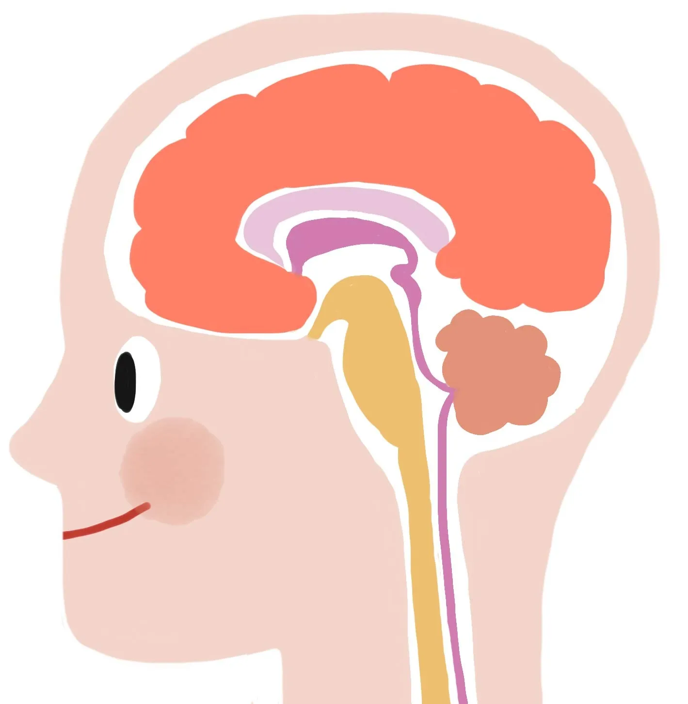 脳脊髄液の循環は、頭痛やめまいなど不定愁訴に影響します【鹿児島市吉野の鍼灸とDRT整体と美容鍼の有理はりきゅう室】